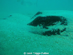Using a olympus sw1030, 

This bull ray was relaxing on... by Liam Triggs-Fulton 